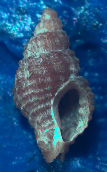 O. aciculata aciculata ?